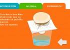 Observar las esporas de un champiñon | Recurso educativo 36108