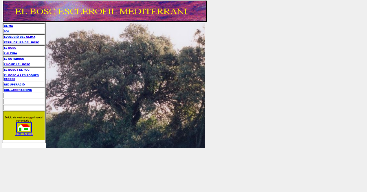 El bosc escleròfil mediterrani | Recurso educativo 36121