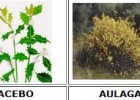 Arbustos y matorrales | Recurso educativo 46829