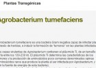 Agrobacterium tumefaciens | Recurso educativo 48096