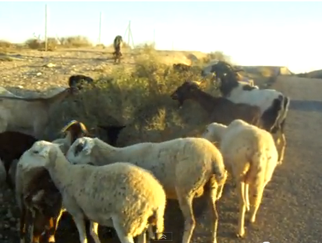 Rebaño de cabras y ovejas | Recurso educativo 50265