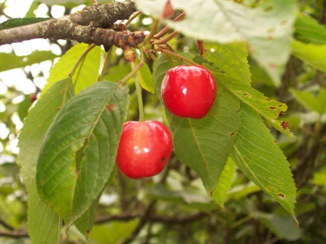 Cerezas | Recurso educativo 50274