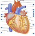 Structures of the heart | Recurso educativo 60347