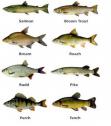 Il·lustració: imatge de diferents espècies de peixos | Recurso educativo 21098