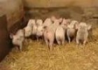 Vídeo: cuantificación de animales y resta | Recurso educativo 24744
