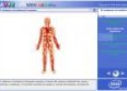 Sistema circulatorio | Recurso educativo 2508