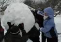 Vídeo: niños haciendo un muñeco de nieve | Recurso educativo 26141