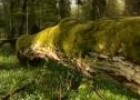 Poland/Bialowieza: primeval forest seeking for preservation | Recurso educativo 4065