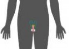 Anatomía humana: Aparato Reproductor Masculino | Recurso educativo 5481