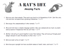 A rat's life | Recurso educativo 63345