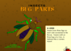 Bugs body parts | Recurso educativo 75101