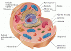 Los seres vivos: la célula | Recurso educativo 404439