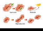 El cuerpo humano y funciones vitales | Recurso educativo 413274