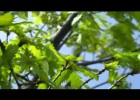 Bosc caducifoli: vídeo | Recurso educativo 681937