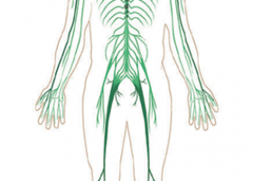 imaxe dos elementos do sistema nervioso | Recurso educativo 684026