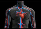 Sistema circulatori humà | Recurso educativo 732646