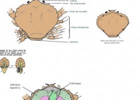 Práctica: el cangrejo de sopa | Recurso educativo 735257