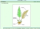 Características morfológicas de los helechos. | Recurso educativo 738094