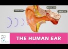 THE HUMAN EAR | Recurso educativo 742280