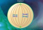 Stages of Meiosis | Recurso educativo 743061