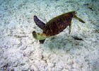 La tortuga marina | Recurso educativo 743567