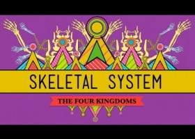 The Skeletal System | Recurso educativo 746708