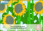 How do seeds travel (Video Lesson) | Recurso educativo 765762