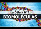 Las biomoléculas - glúcidos, lípidos, proteínas y ácidos nucleicos | Recurso educativo 769208