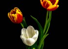 Tulipanes | Recurso educativo 769752
