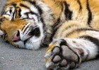 Paw of a tiger | Recurso educativo 773438
