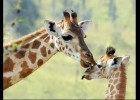 Les girafes | Recurso educativo 774650