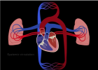 Circulacions pulmonar i sistèmica | Recurso educativo 786240