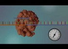 Secuenciación ADN | Recurso educativo 788590
