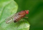 Drosophila melanogaster | Recurso educativo 789486
