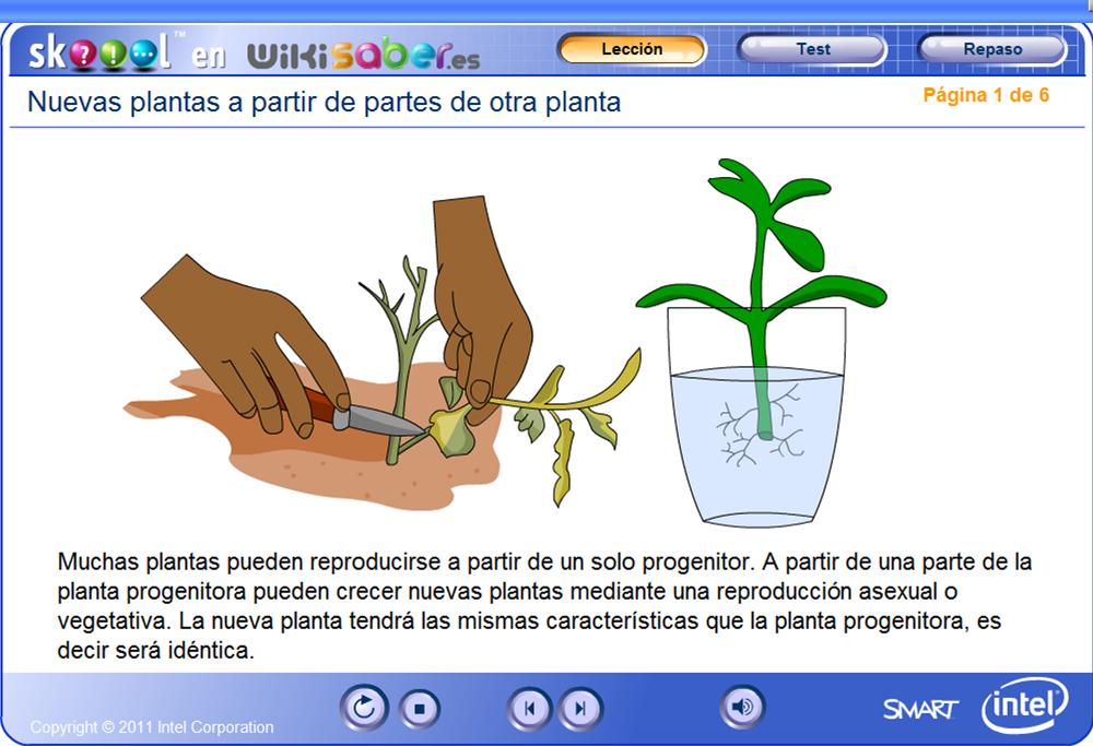 Nuevas plantas a partir de partes de otra planta | Recurso educativo 49479