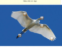 Birds | Recurso educativo 65235
