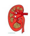 Insuficiencia renal | Recurso educativo 79765