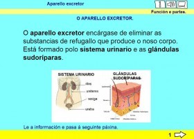 Aparello excretor | Recurso educativo 734978