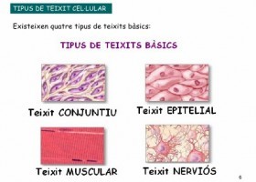 Els teixits cel·lulars | Recurso educativo 774232