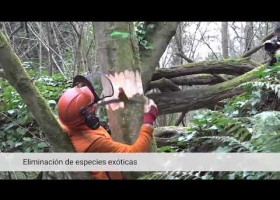 Bosques y cambio climático | Recurso educativo 789202